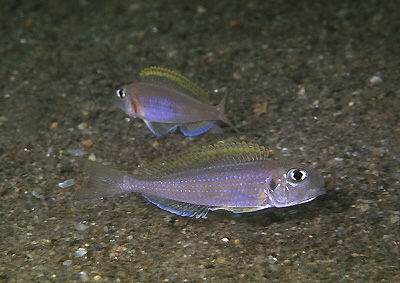 Xenotilapia flavipinnis 'Magara'